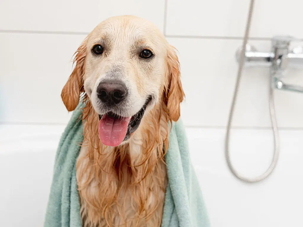 Happy dog wrapped in a towel after bath time
