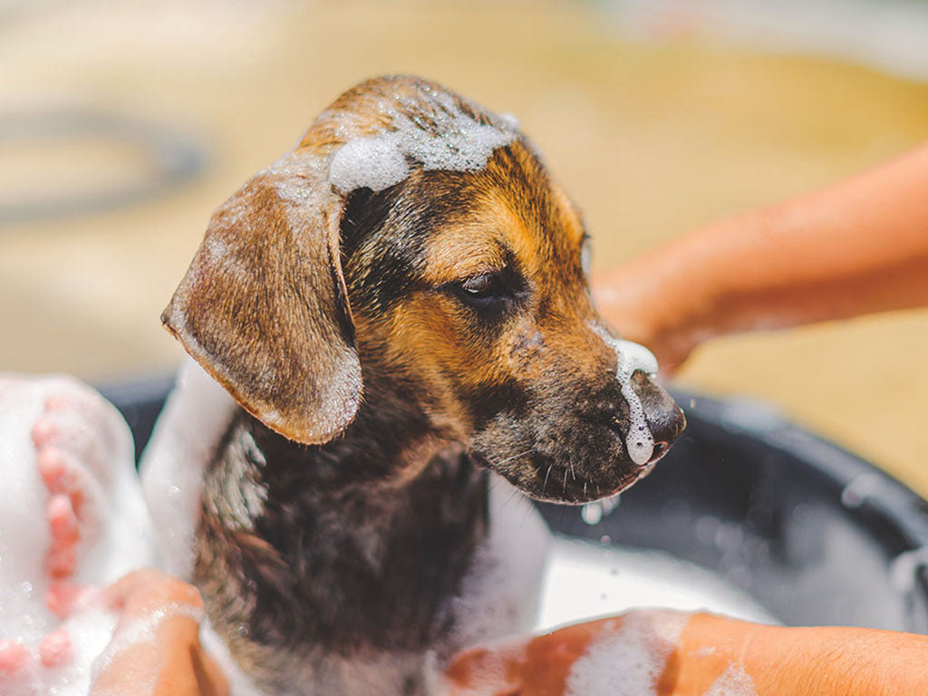 Puppy enjoying its first bath with gentle puppy shampoo