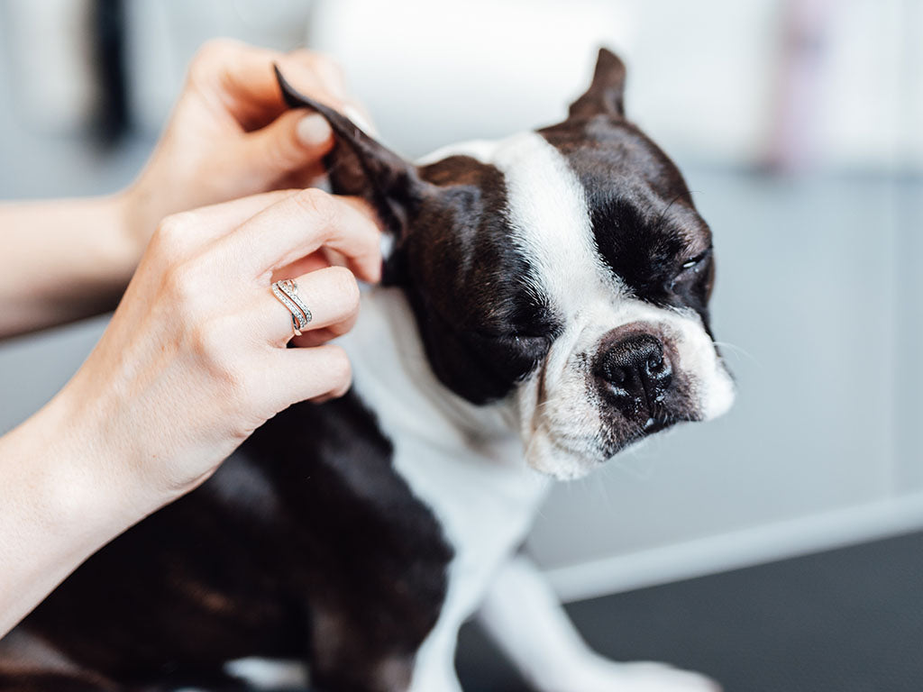 Owner gently checking a dog's ears during a regular grooming routine at home.