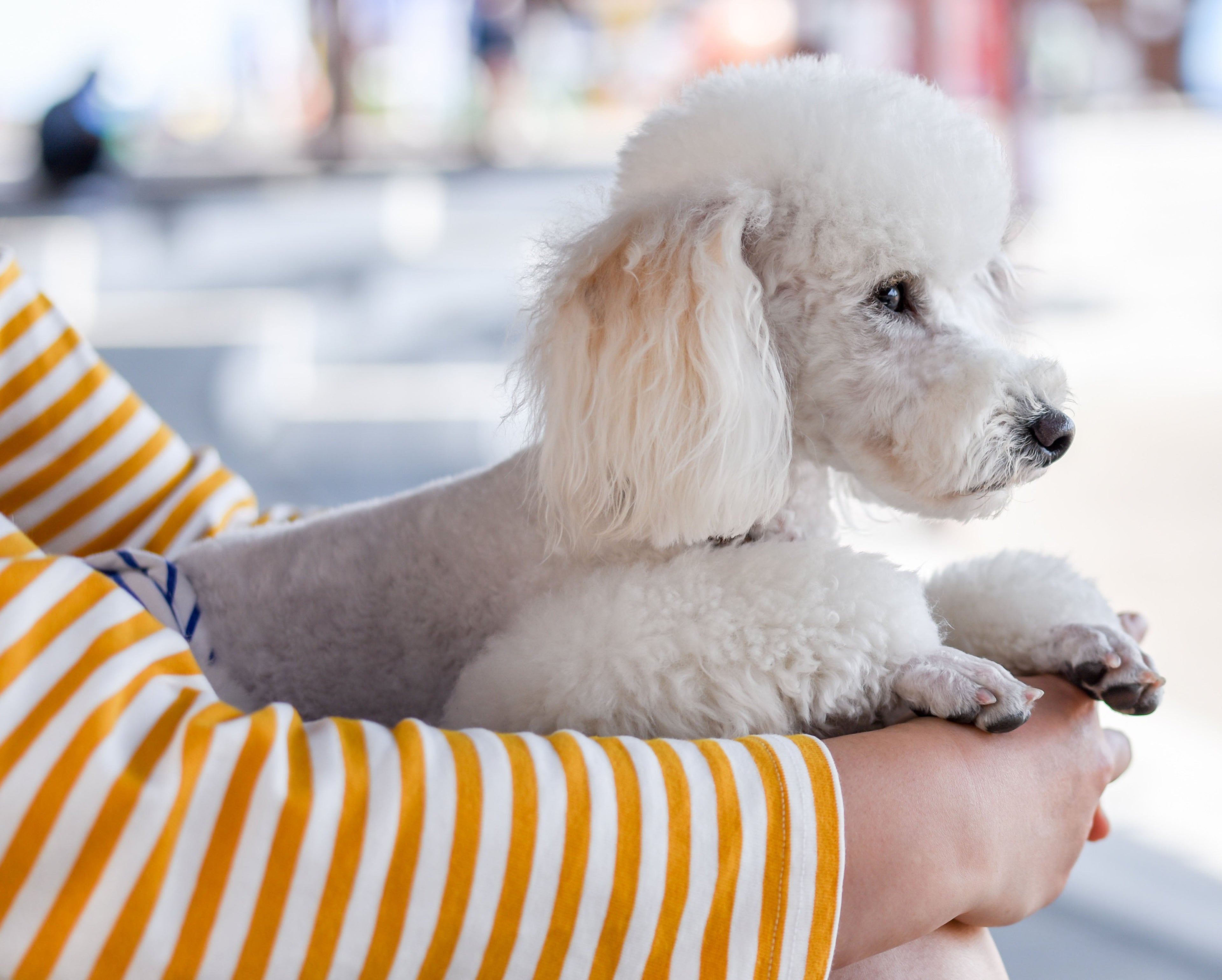 Freshly groomed dog with a clean, healthy coat being held by its owner