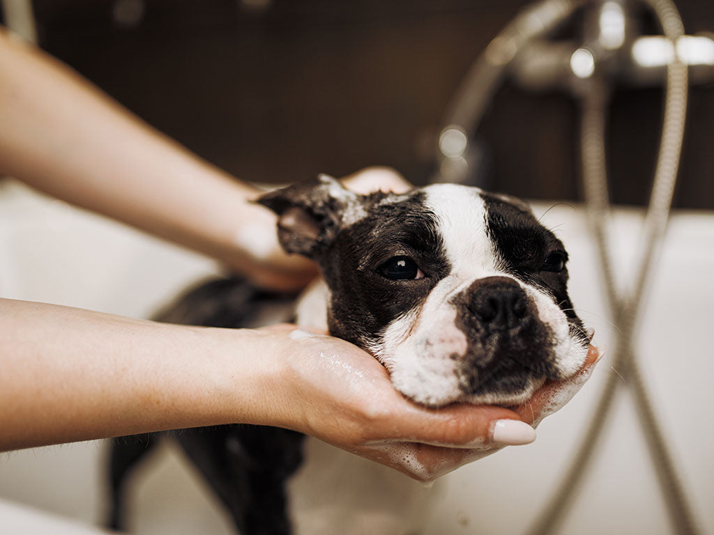 Dog being gently bathed with oatmeal shampoo for sensitive skin