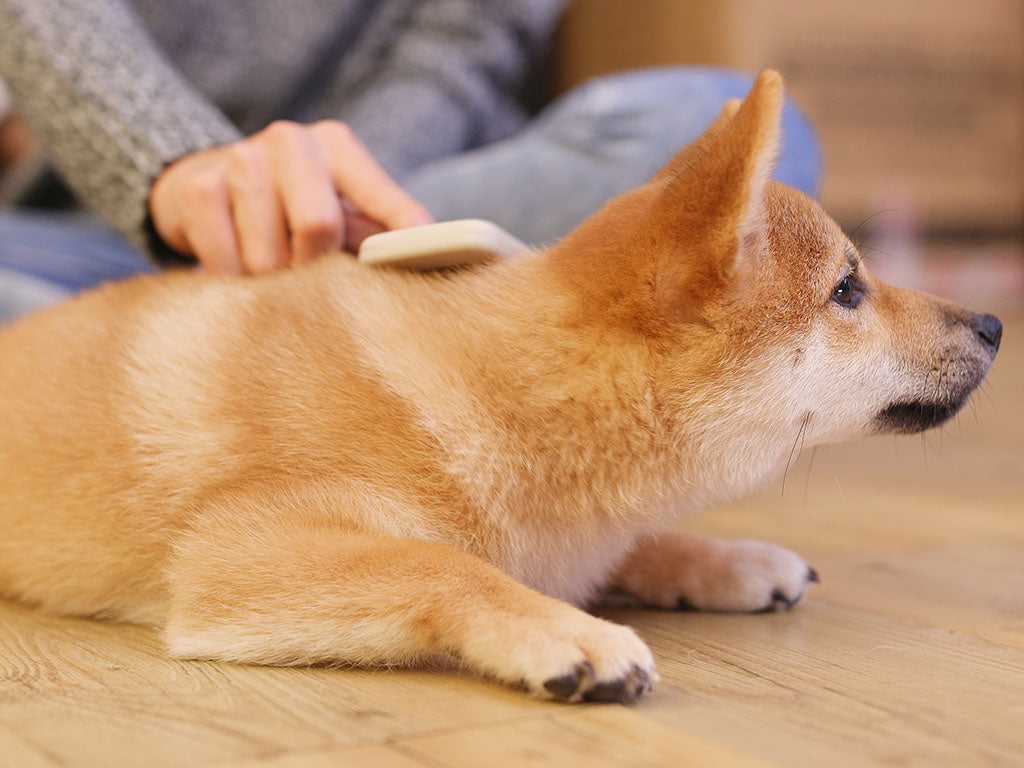 Owner brushing a dog's coat before using waterless dog shampoo between baths